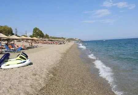 Daire Malvazios #8 *